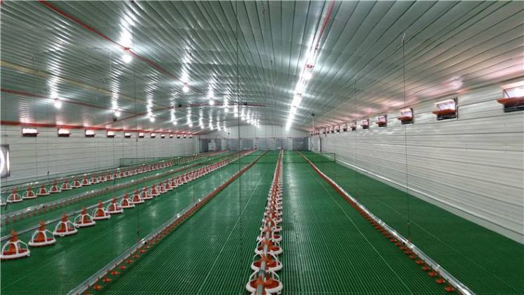 Chicken_ Farm_Poultry_Steel_Structure_Building_Project_Fiji_3_Building_Installation_Finish