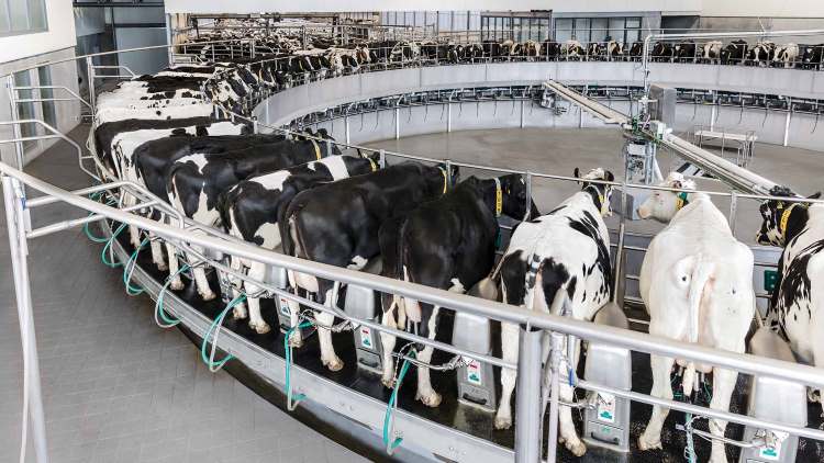 Dairy_Parlor_Metal_Building_With_Cow_Milking_Rotary_and_Partial_Mezzanine_06_dairyrotor-rotary-milking-parlor-carousel-autorotor-cow-milking