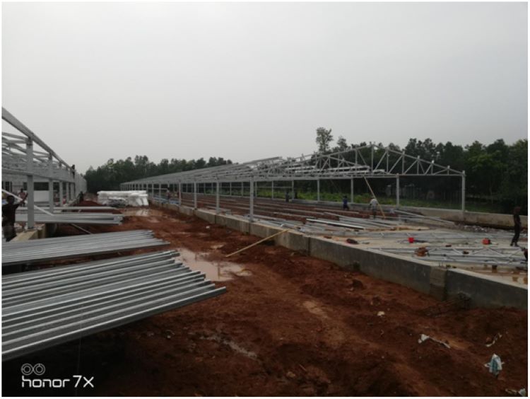 Steel_Structure_Poultry_Farm_Hangar_Prefabricated_For_Bangladesh_2_portal_frame_installation